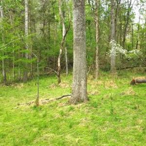 Photo #13 of HAZEL RIVER RD, RIXEYVILLE, VA 31.9 acres