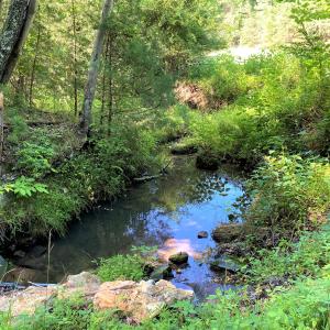 Year Round Stream