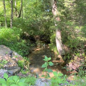 Year Round Stream