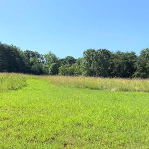 Open Field