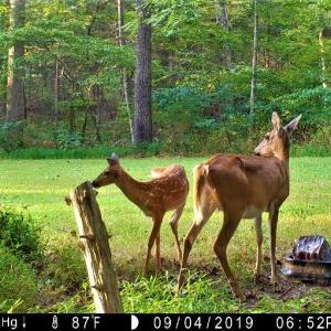 Wildlife