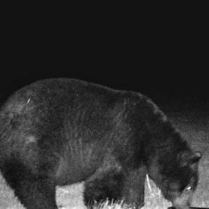 Wildlife