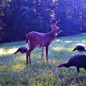Wildlife