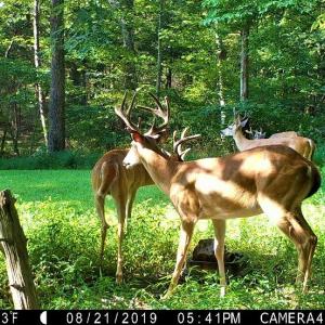 Wildlife