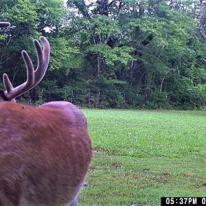 Wildlife