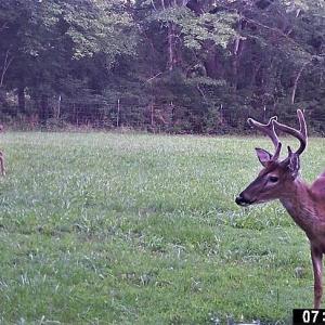 Wildlife
