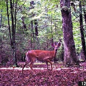 Wildlife