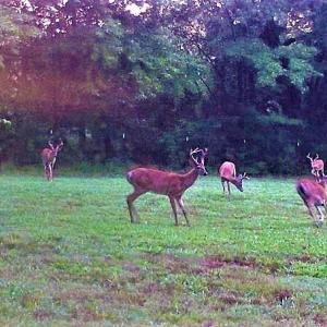Wildlife