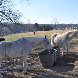 Horse Barn Edge 001 (1)