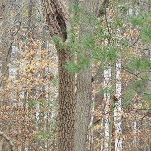 Lot 143 Oak Crest Dr 7