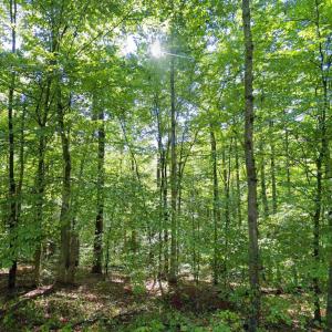 Photo #8 of LAUREL RD, SHIPMAN, VA 3.2 acres