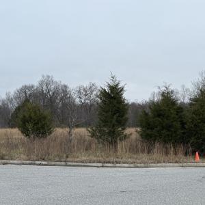 IMG_0022