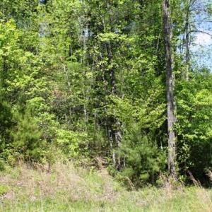 Tract 6 Laurel Run