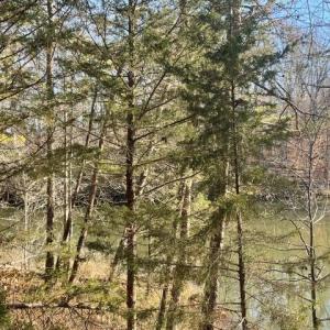 View from Lot to Lake