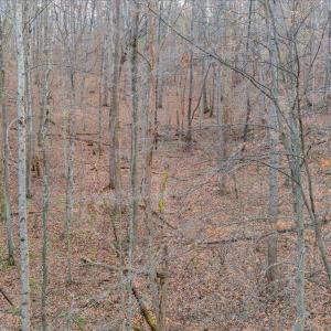 16-DJI_20241220141209_0053_D