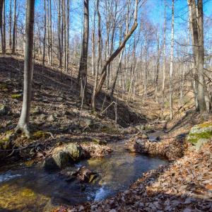 09-0 Hidden Woods-9