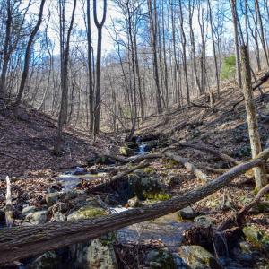 11-0 Hidden Woods-11
