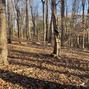 Lot View 1