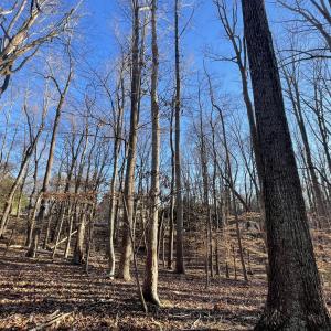 Lot View 3