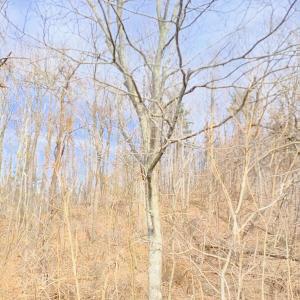 IMG_20250226_125111197_HDR_AE