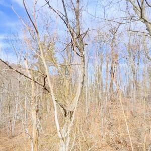 IMG_20250226_125114448_HDR_AE