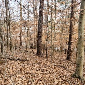 20250123_151629 (Large)