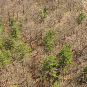 Lot 2 Winding Timber LN