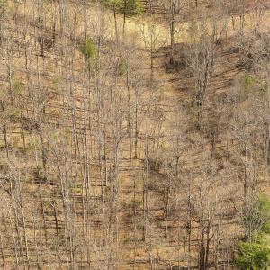 Lot 2 Winding Timber LN