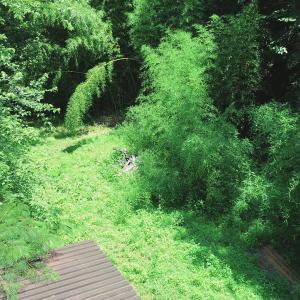 Creek Bed