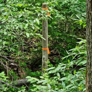 Photo #6 of BEYLORS FERRY, RILEYVILLE, VA 4.9 acres