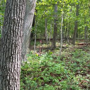 Photo #3 of BEYLORS FERRY, RILEYVILLE, VA 4.9 acres