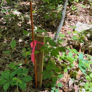 Photo #10 of BEYLORS FERRY, RILEYVILLE, VA 4.9 acres