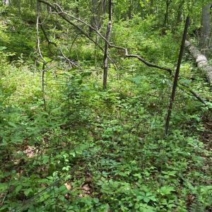 Photo #2 of BEYLORS FERRY, RILEYVILLE, VA 4.9 acres