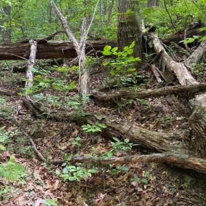 Photo #11 of BEYLORS FERRY, RILEYVILLE, VA 4.9 acres