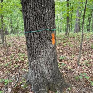 Photo #12 of BEYLORS FERRY, RILEYVILLE, VA 4.9 acres