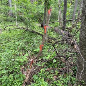 Photo #13 of BEYLORS FERRY, RILEYVILLE, VA 4.9 acres