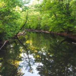 Photo #7 of HARTS MILL RD, MINERAL, VA 25.0 acres