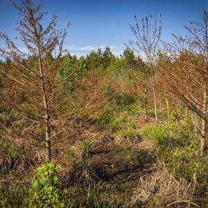 Photo #28 of HARTS MILL RD, MINERAL, VA 25.0 acres