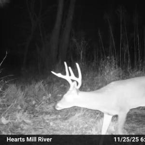 Photo #53 of HARTS MILL RD, MINERAL, VA 25.0 acres