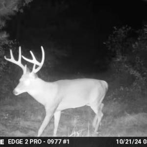 Photo #51 of HARTS MILL RD, MINERAL, VA 25.0 acres