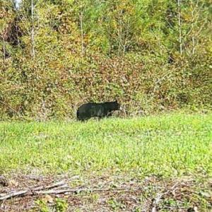Photo #57 of HARTS MILL RD, MINERAL, VA 25.0 acres