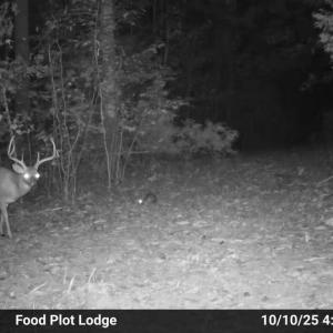 Photo #49 of HARTS MILL RD, MINERAL, VA 25.0 acres