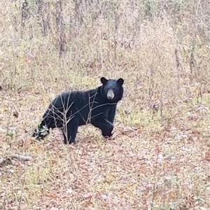 Photo #55 of HARTS MILL RD, MINERAL, VA 25.0 acres