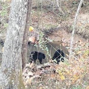 Photo #56 of HARTS MILL RD, MINERAL, VA 25.0 acres