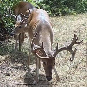 Photo #44 of HARTS MILL RD, MINERAL, VA 25.0 acres