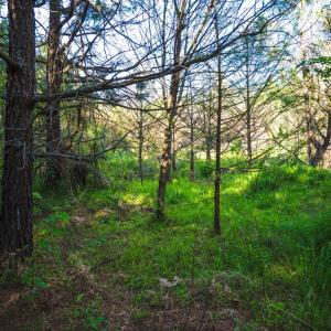 Photo #33 of HARTS MILL RD, MINERAL, VA 25.0 acres