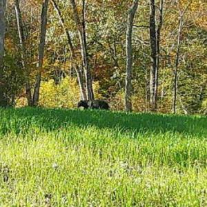 Photo #58 of HARTS MILL RD, MINERAL, VA 25.0 acres