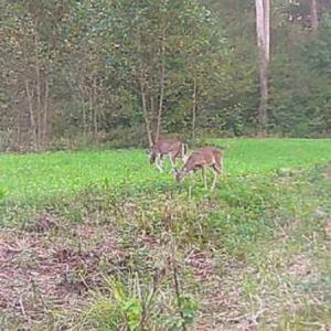Photo #65 of HARTS MILL RD, MINERAL, VA 25.0 acres