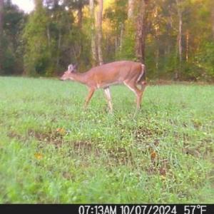 Photo #64 of HARTS MILL RD, MINERAL, VA 25.0 acres