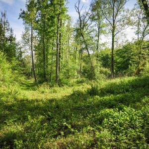 Photo #24 of HARTS MILL RD, MINERAL, VA 25.0 acres